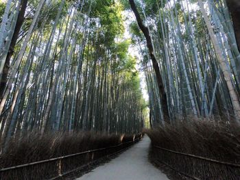 Trees growing in forest against sky