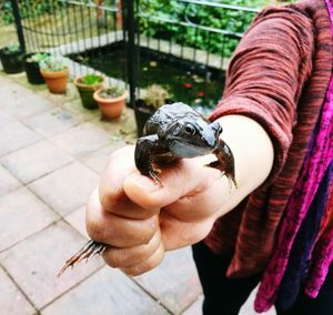 Close-up of hand holding bird