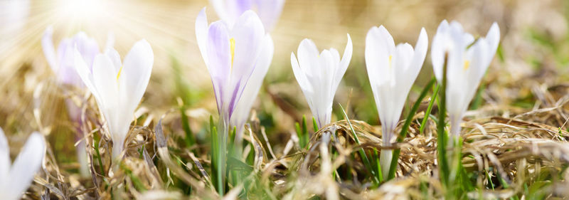 Blooming crocus flowers with sunbeams at springtime