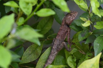 Close-up of lizard on tree