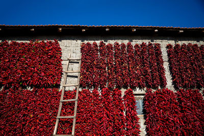 Red berries on plant against the sky