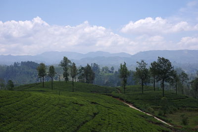 Scenic view of agricultural field against sky