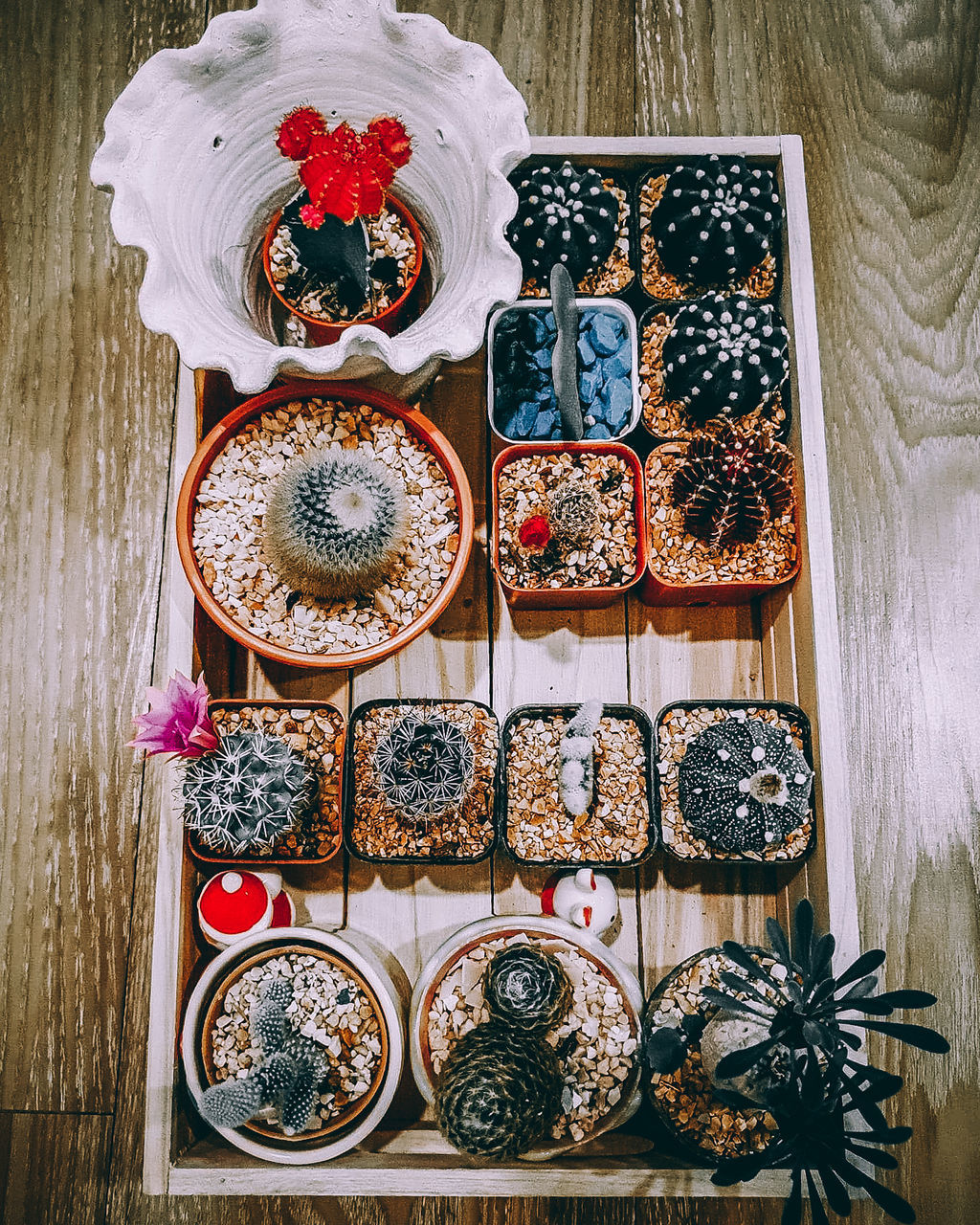 freshness, food and drink, table, food, indoors, arrangement, plant, high angle view, still life, no people, directly above, flower, ready-to-eat, sweet food, indulgence, choice, dessert, variation, berry fruit, flowering plant, temptation, variety, tray