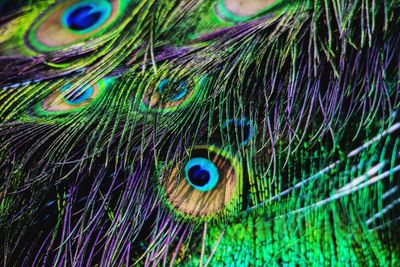 Close-up of peacock