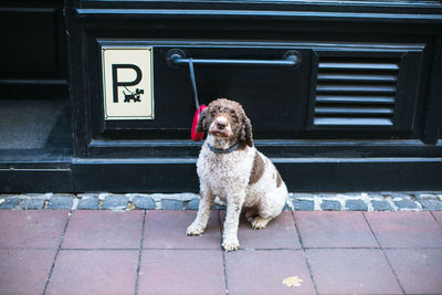 Portrait of dog sitting on footpath