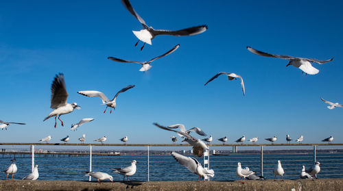 Seagulls flying over sea against clear sky