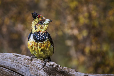 Close-up of a bird perching on wood