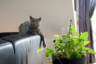 Cat sitting on a sofa