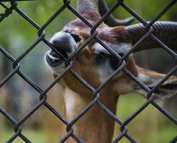 Close-up of monkey in cage at zoo