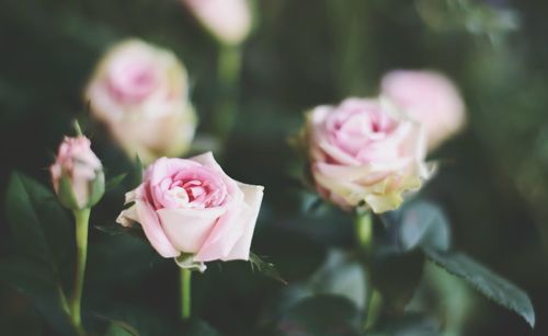 Close-up of pink roses blooming outdoors