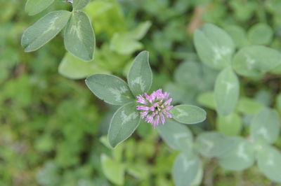 Close-up of purple flowering plant