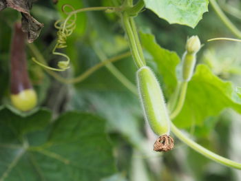Close-up of insect on leaf