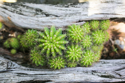 Close-up of succulent plant on field