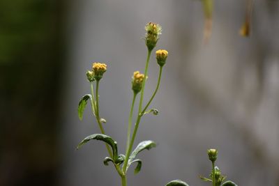 Close-up of flowering plant