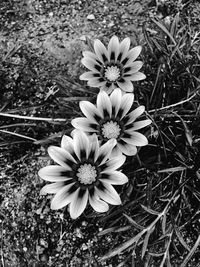 Close-up of flowers blooming in field