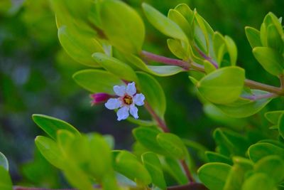 Close-up of flowers blooming outdoors