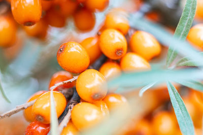 Full frame shot of oranges