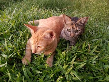 Cat relaxing on field