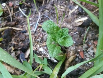 Close-up of plants growing on field