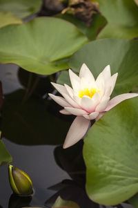 Close-up of lotus water lily in pond