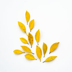Close-up of yellow leaves over white background