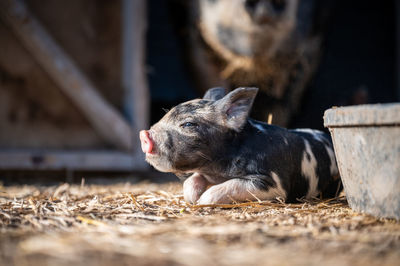 Brown, black and white piglets playing