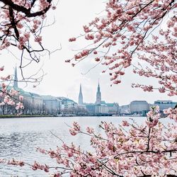 Cherry blossoms in city against sky