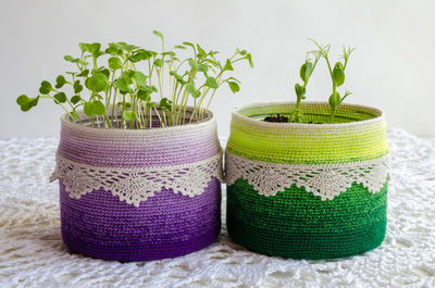 Close-up of potted plant on table