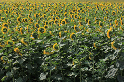 Full frame shot of sunflower field
