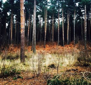 Trees in forest