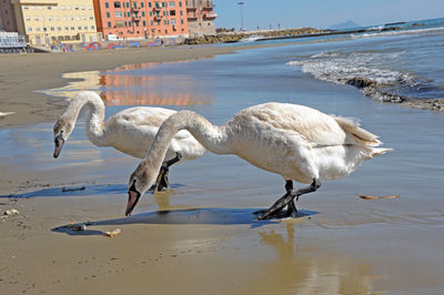 2 young swan in migration resting on ponente anzio beach