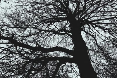 Low angle view of silhouette tree against sky