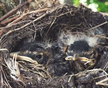 Close-up of birds in nest