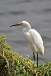 Close-up of bird perching on a plant