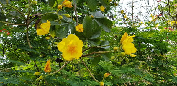 Close-up of yellow flowers blooming on tree