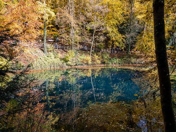 Trees by lake in forest during autumn