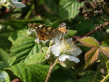 Close-up of butterfly pollinating on flower