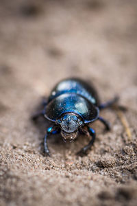 Close-up of insect on sand