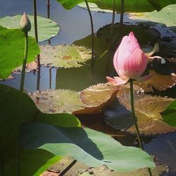 Close-up of lotus water lily in pond