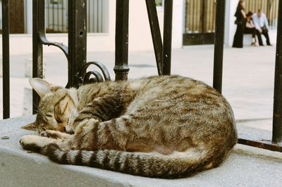 Close-up of cat relaxing