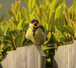 Close-up of bird perching on wooden post