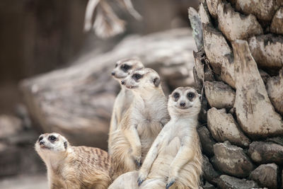 Meerkats on field