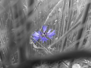 Close-up of purple crocus blooming on field