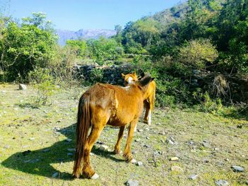 Horse on field