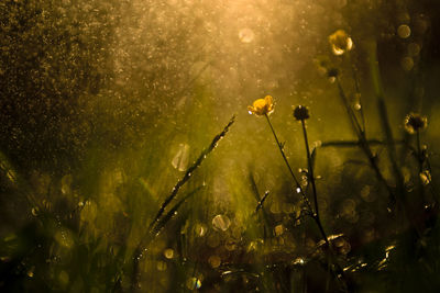 Close-up of water drops on plants at night