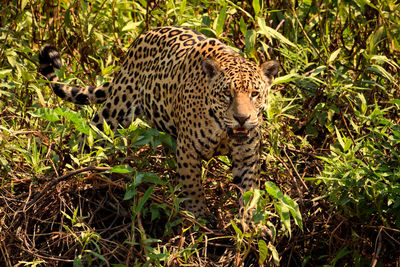 Full length of a cat walking on grass