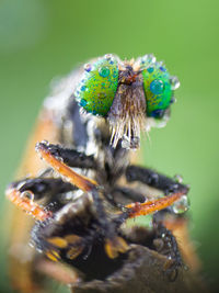 Close-up of spider