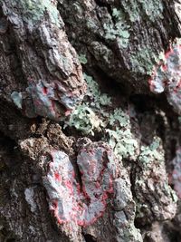 Close-up of lichen on tree trunk