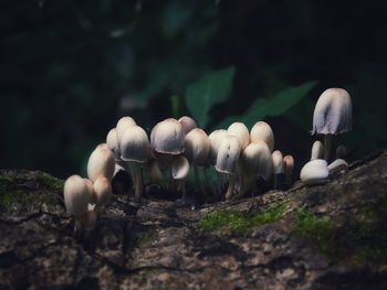 Close-up of mushrooms growing on land