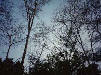 Low angle view of silhouette trees against sky